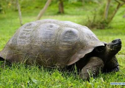 Giant tortoise on track halts trains in England