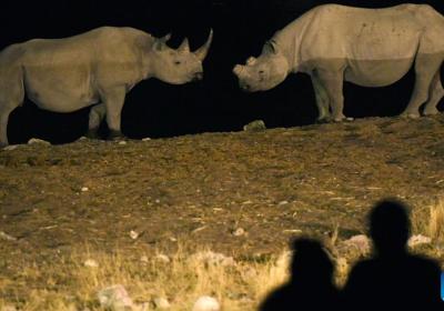 Namibia is dehorning rhinos to deter poachers
