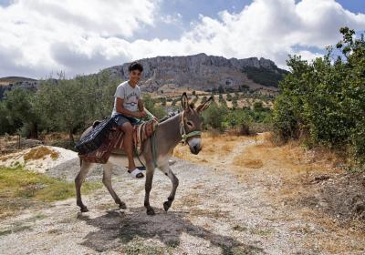 Tunisian ‘hanging garden’ farms cling on despite drought
