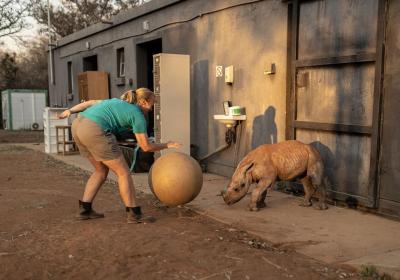 Rhino orphans get new South African home