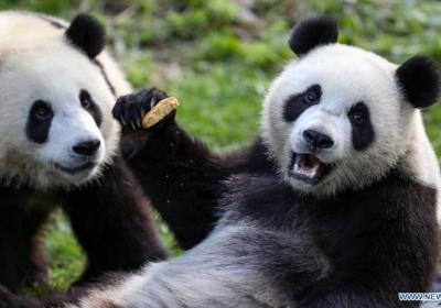 Giant pandas bond China, Belgium in biodiversity cooperation