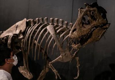 ‘Wonderfully weird’ predator from 330m years ago had high metabolism