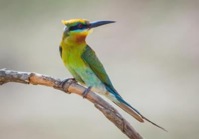Conservation efforts in China help bring blue-tailed bee-eater back from the brink