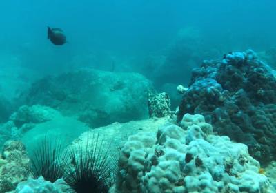 Vietnam halts scuba diving off popular island to protect coral