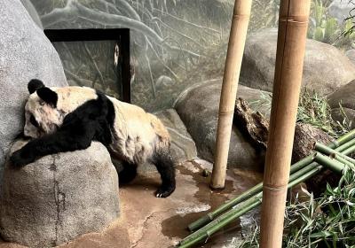 Memphis Zoo’s silence on pandas’ appalling conditions raises concern