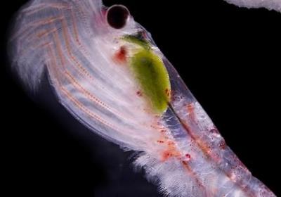 Scientists find out how Antarctic Krill adapted to extreme climate