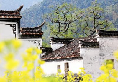 China’s spring blossoms attract visitors, boost rural tourism