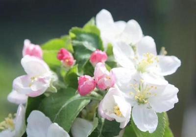 Newton’s apple tree blossoms outdoors in Shanghai, expected to yield fruit