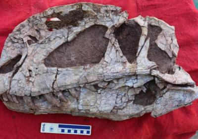 Paleontologists discover unique features of Early Jurassic dinosaur