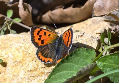 Rare butterfly species spotted in Wuhan