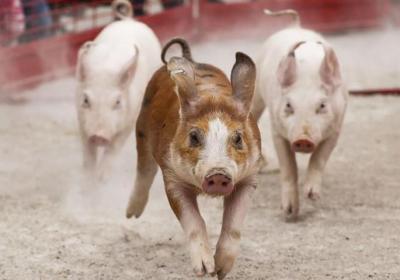 Trends: Pig-view rooms make headlines