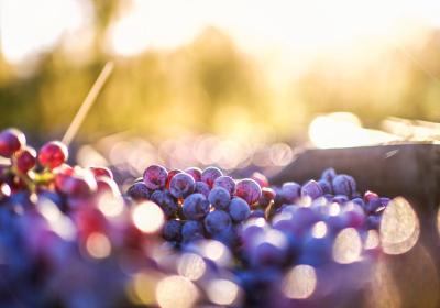 Management of vineyards, wineries going smart