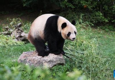 2,000-year-old giant panda remains unearthed in China for first time