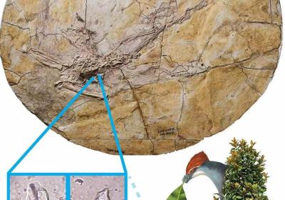 Leaves found inside 120-million-year-old bird fossil in China