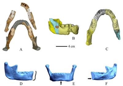 300,000-year-old jawbone discovered in eastern China sheds light on human evolution
