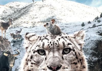 Culture Beat: Snow leopard film documentary released
