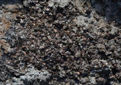 Acorns for food from 2,000 years ago unearthed at primary school in E.China