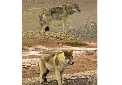 Wild wolf in Hoh Xil overfed by tourists, causing concern among netizens