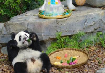 Giant panda Huan Cai dies of acute hemorrhagic necrotic enteritis