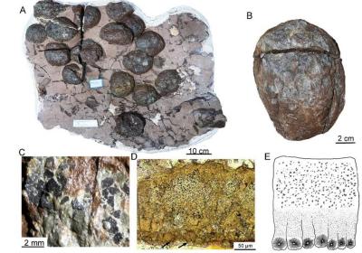 Secrets hidden in 190m-year-old fossilized dinosaur eggs revealed to challenge ‘soft-shelled’ assumption