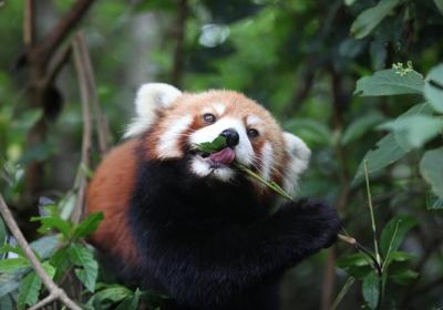 Rewards offered for return of red panda on the run in Yunnan