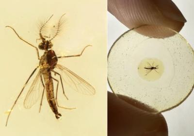 Earliest mosquito fossil found in Lebanese amber, male mosquitoes were once leeching insects