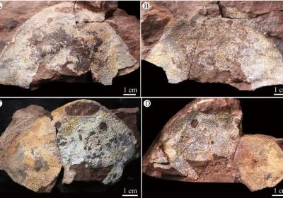 New 438-million-year-old fish fossil unveils evolutionary past from Xinjiang to Yangtze River
