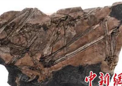 Fujianvenator: 'Bizarre' 150-million-year-old dinosaur fossil discovered in E.China