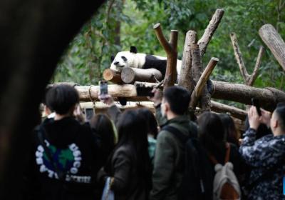 Famous ‘male’ giant panda He Ye turns out to be female