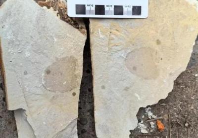 Fossil sponge of 540 million years old discovered in Hunan Province