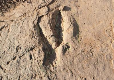 World's largest known deinonychosaur footprints discovered in East China