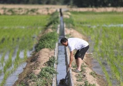 Study uncovers rice’s 100,000 years of evolutionary history