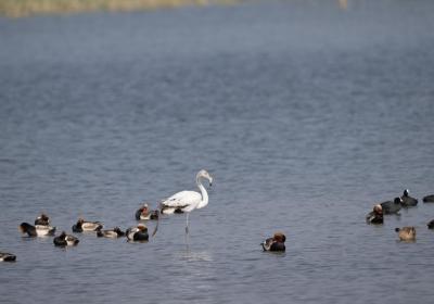 Tropical greater flamingo spotted at lake in N.China's Inner Mongolia