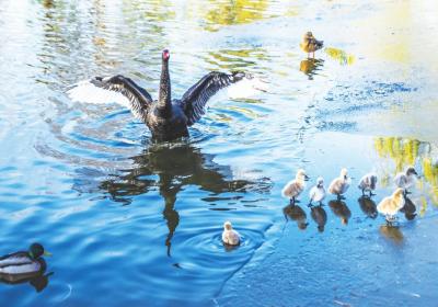 Beijing becoming paradise for birdwatching