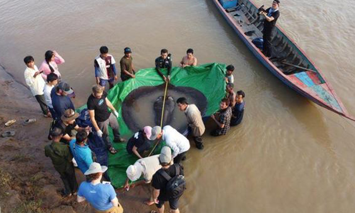 World’s ‘largest’ freshwater fish netted in Cambodia