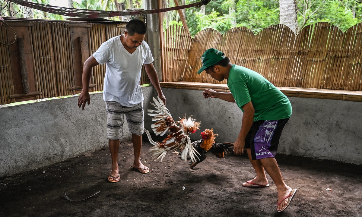 Philippine cockfighting shakes off virus halt