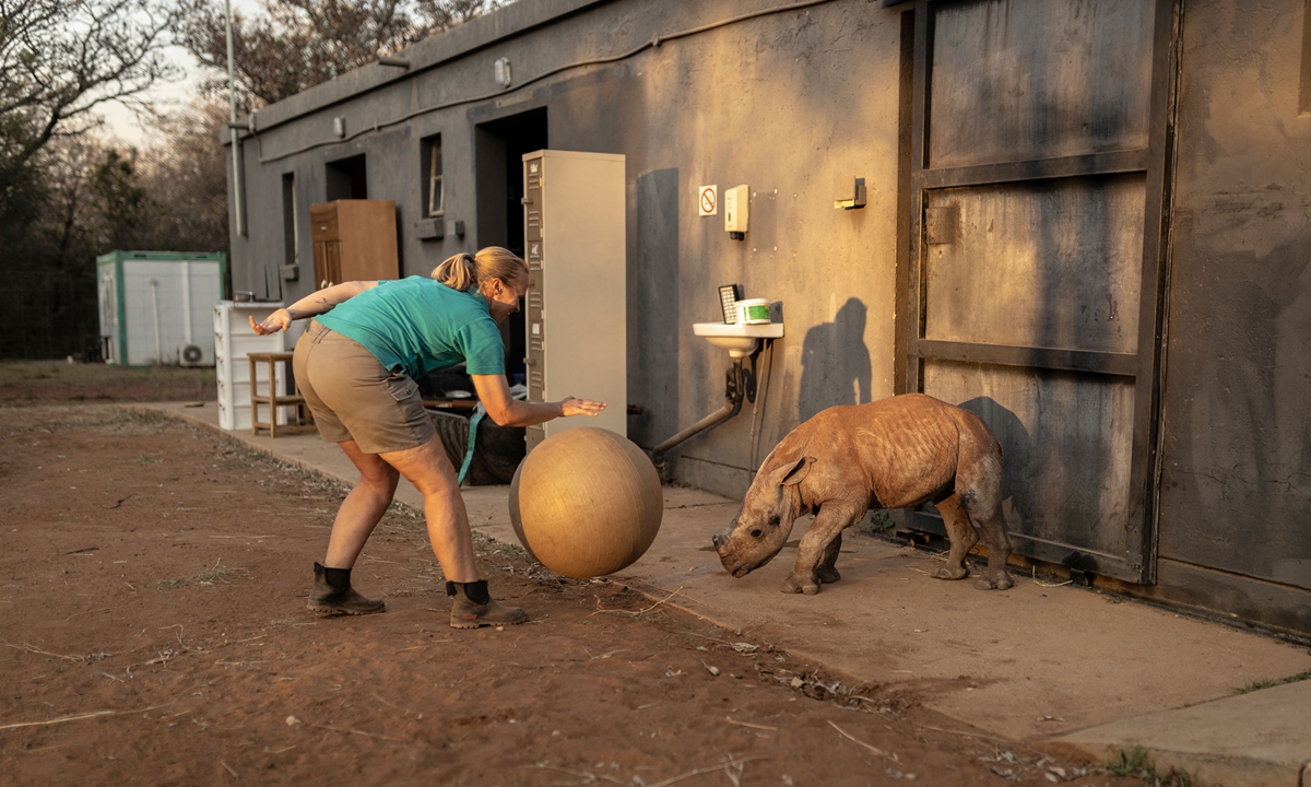 Rhino orphans get new South African home