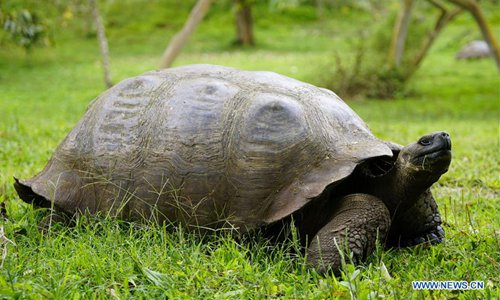 Giant tortoise on track halts trains in England