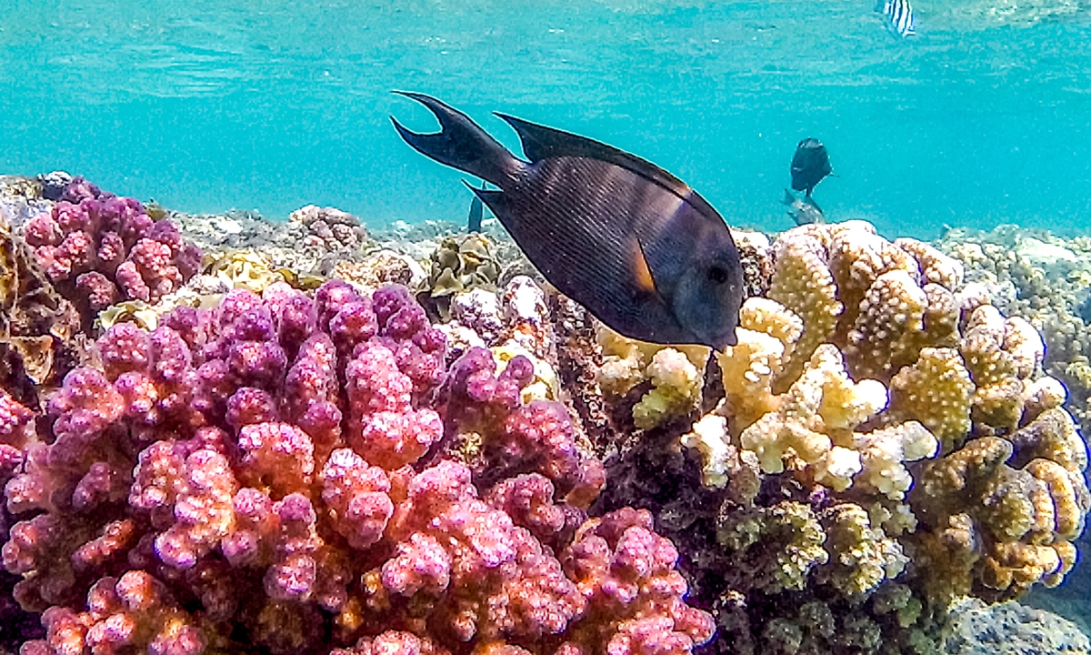 Heat-resilient Red Sea reefs offer oasis for corals