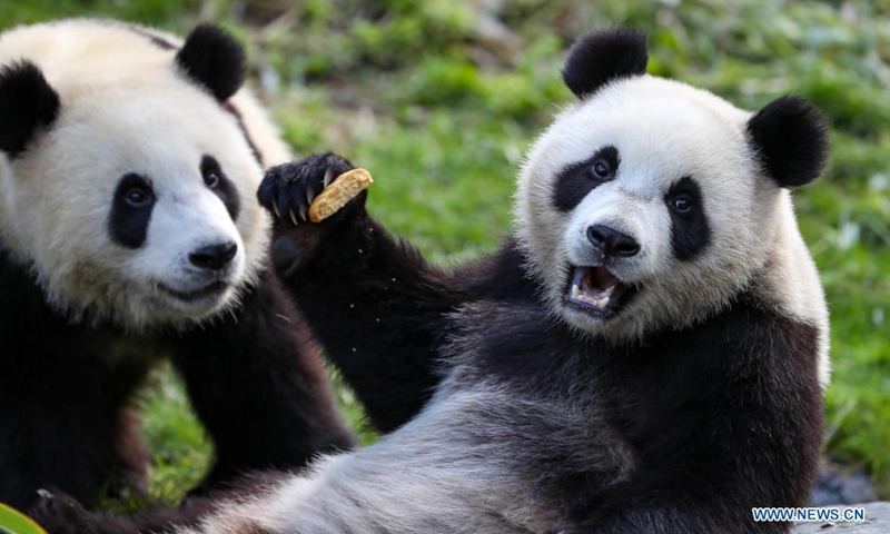 Giant pandas bond China, Belgium in biodiversity cooperation