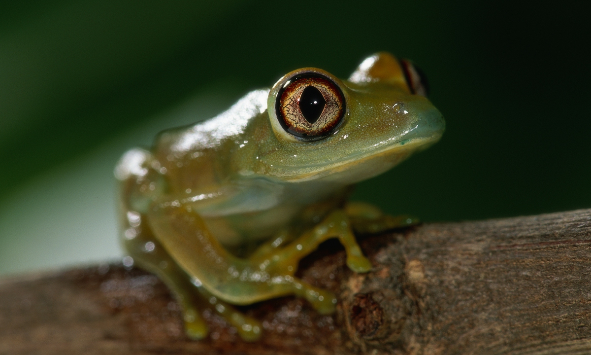 Turtles, glass frogs on agenda