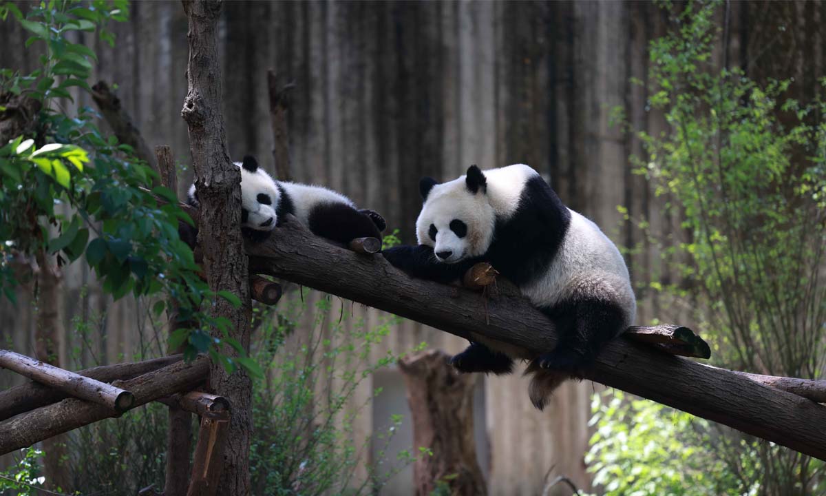 Over 20 panda cubs born in 2022 as Chinese conservation bases improve breeding technologies