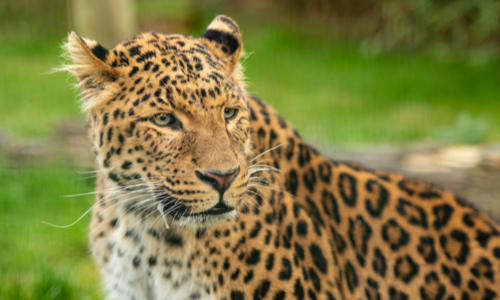 County in Shanxi Province builds bright future for N.China leopards