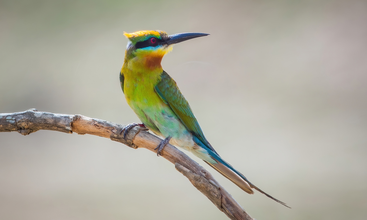Conservation efforts in China help bring blue-tailed bee-eater back from the brink