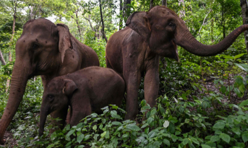 Yunnan Province's star elephants: new members, new families and new life