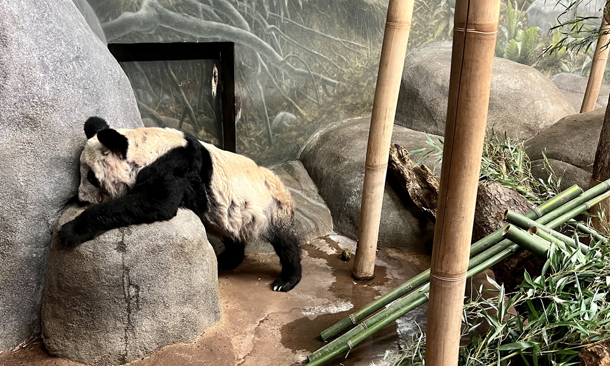 Memphis Zoo’s silence on pandas’ appalling conditions raises concern