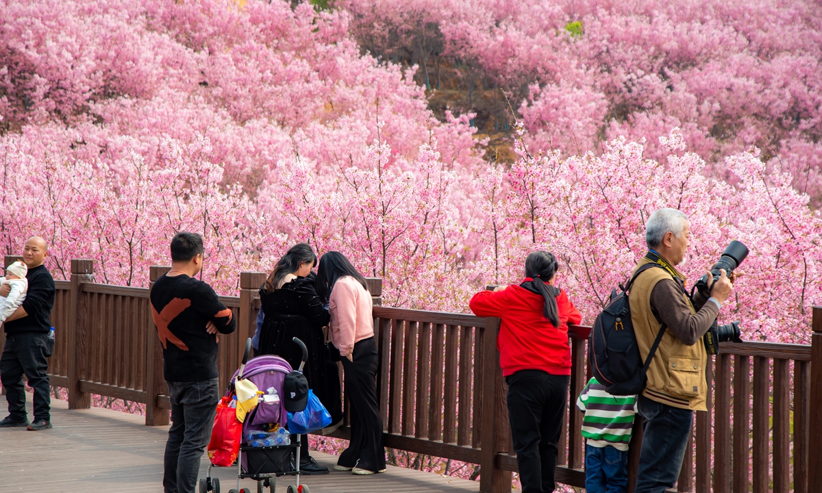 China’s spring blossoms attract visitors, boost rural tourism