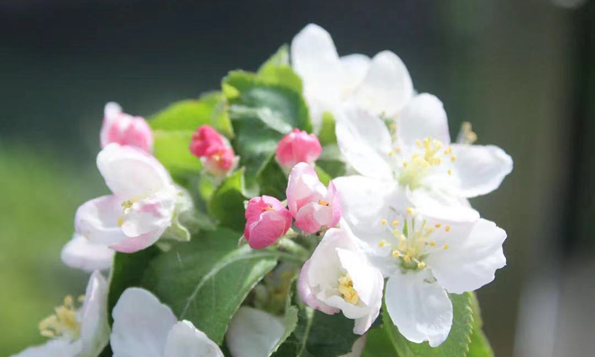 Newton’s apple tree blossoms outdoors in Shanghai, expected to yield fruit