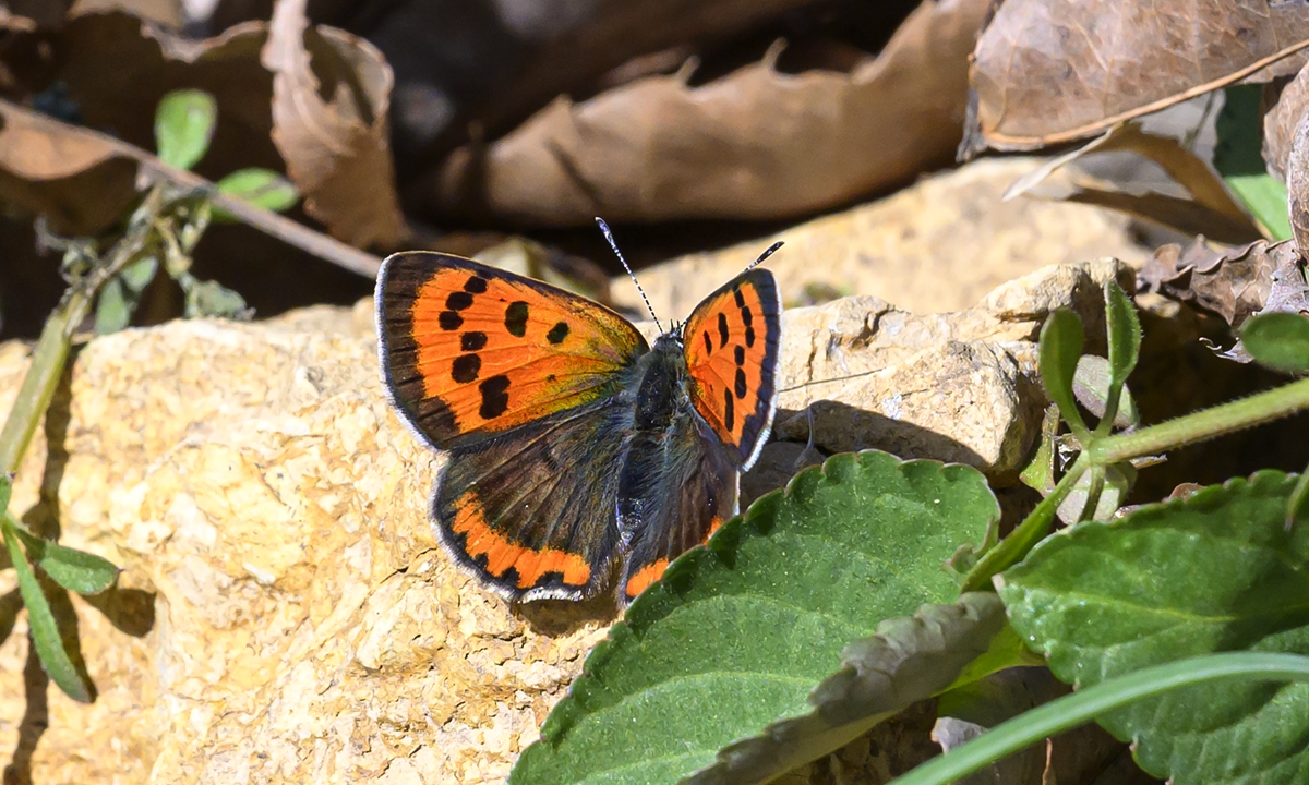 Rare butterfly species spotted in Wuhan