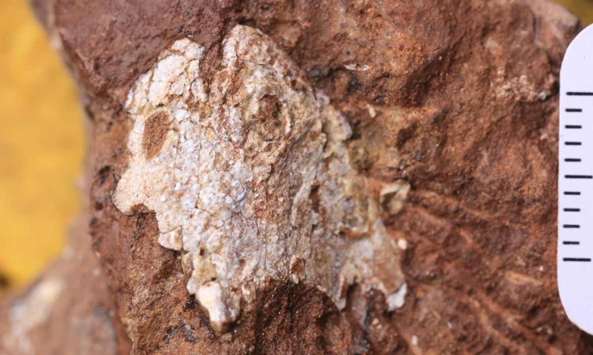 438m-year-old fish fossils discovered in Jiangxi Province